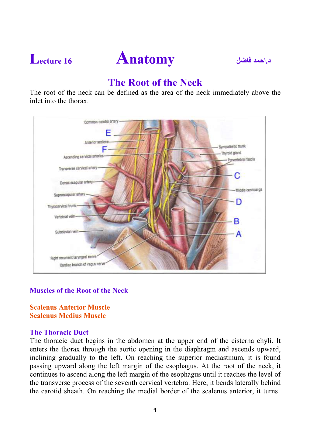 7. Internal Jugular Vein the Internal Jugular Vein Is a Large Vein That Receives Blood from the Brain, Face, and Neck