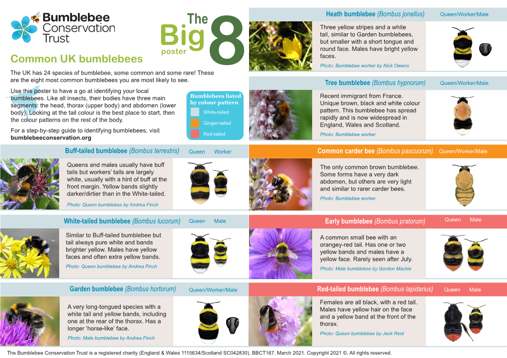 The Big 8: Common UK Bumblebees