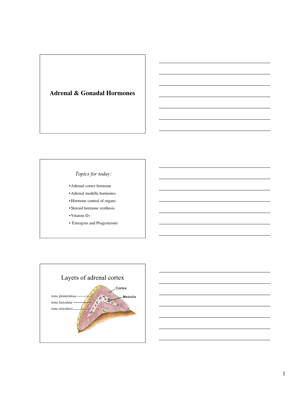 Adrenal & Gonadal Hormones Layers of Adrenal Cortex