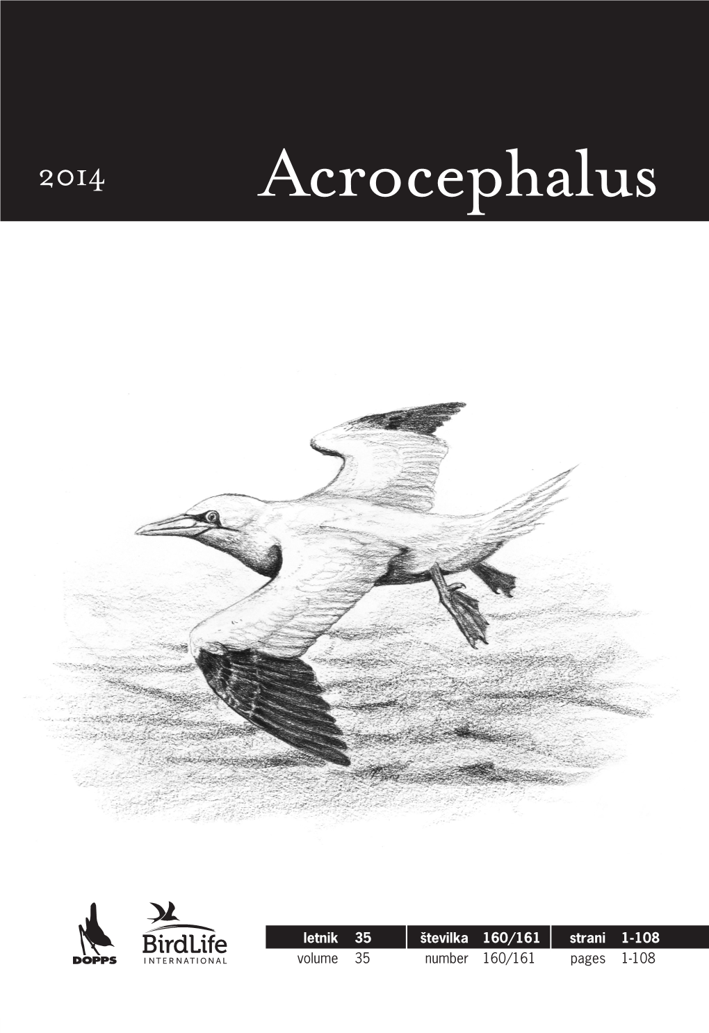 Acrocephalus