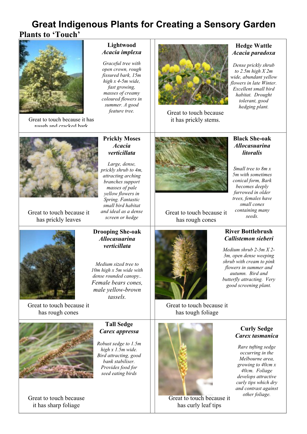 Great Indigenous Plants for Creating a Sensory Garden Plants to ‘Touch’ Lightwood Hedge Wattle Acacia Implexa Acacia Paradoxa