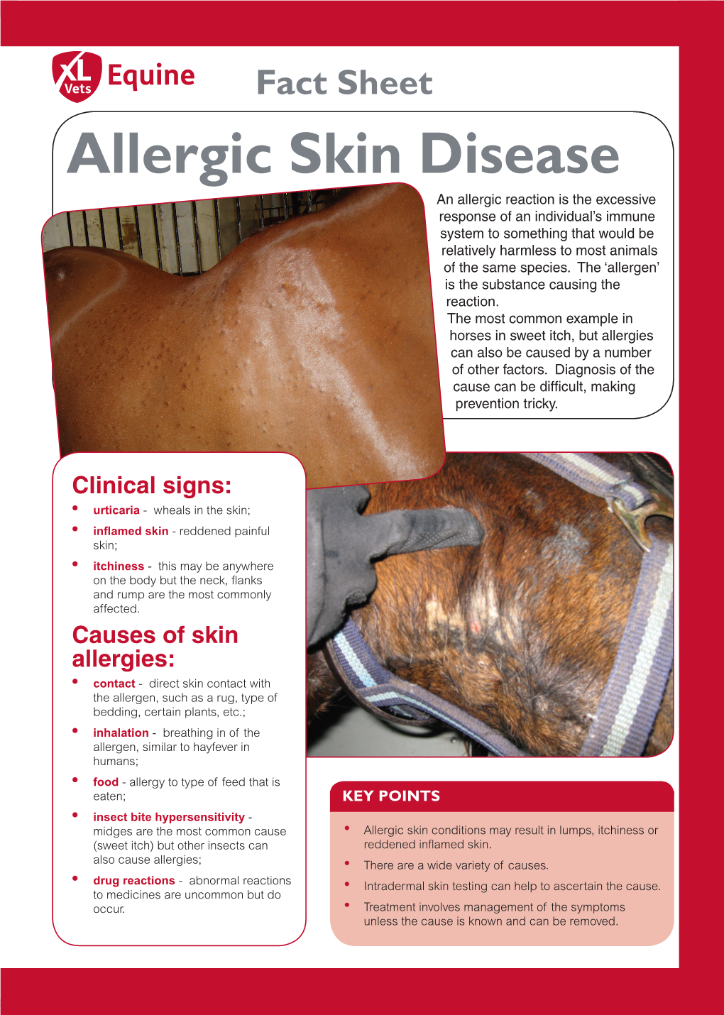 Allergic Skin Disease Medical Conditions Fact Sheet MC
