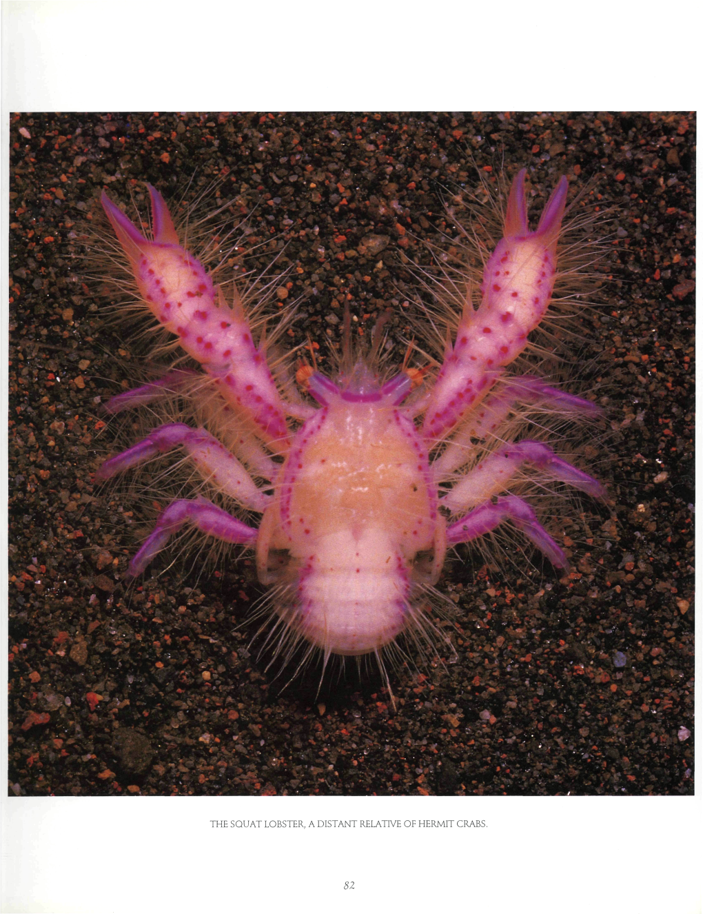 The Squat Lobster, a Distant Relative of Hermit Crabs