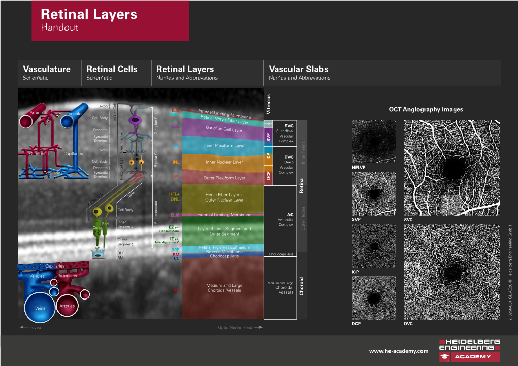 Retinal Layers Handout