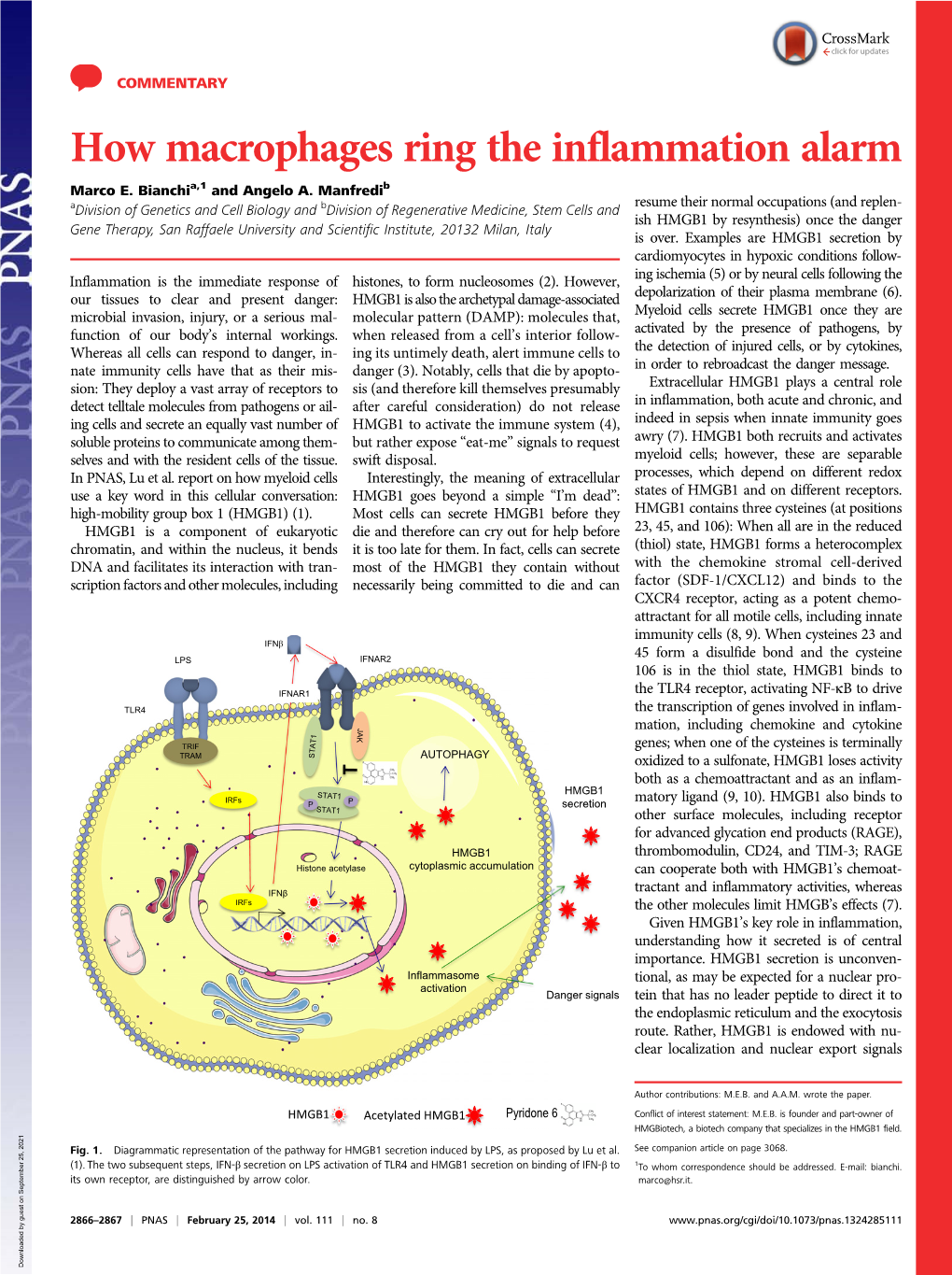 How Macrophages Ring the Inflammation Alarm Marco E