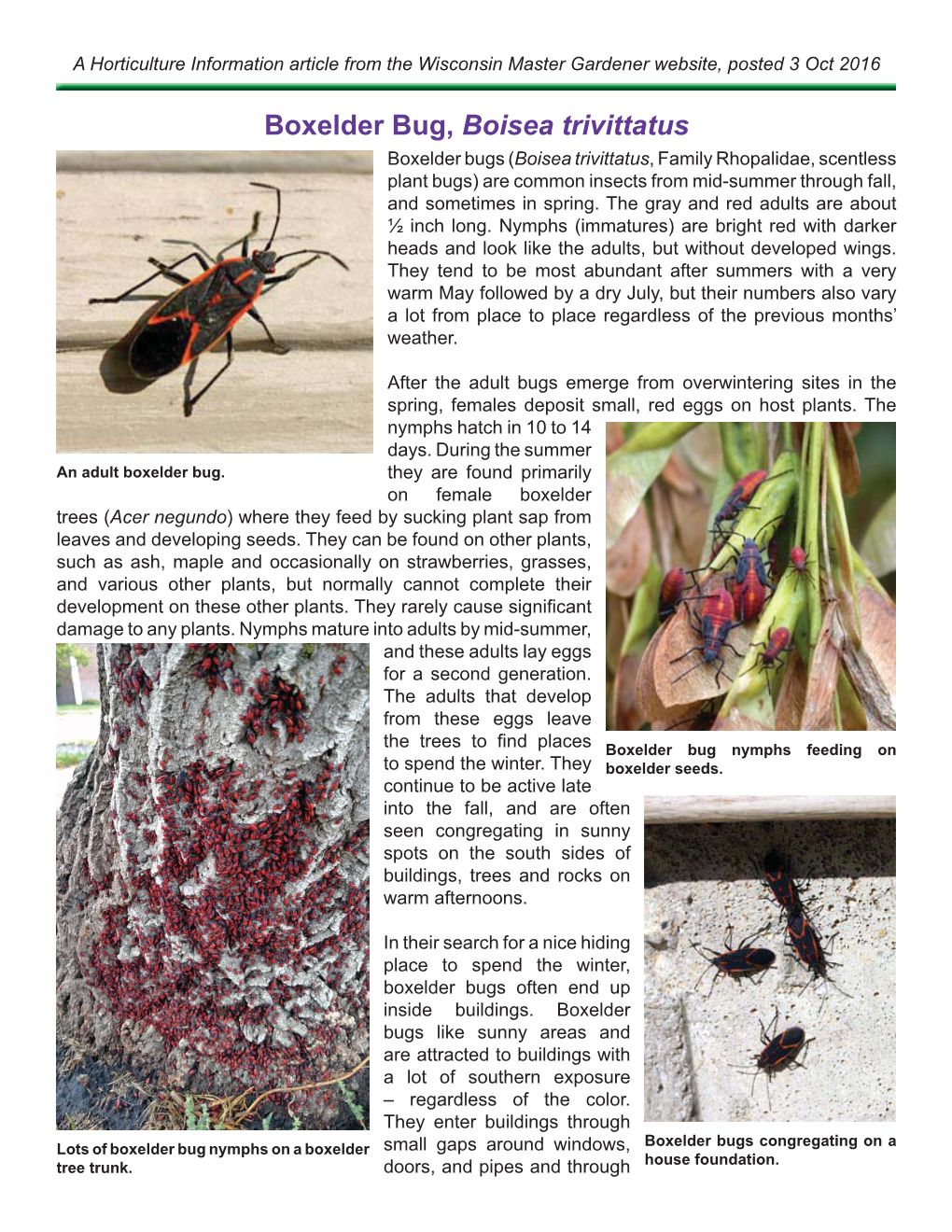 Boxelder Bug.Indd