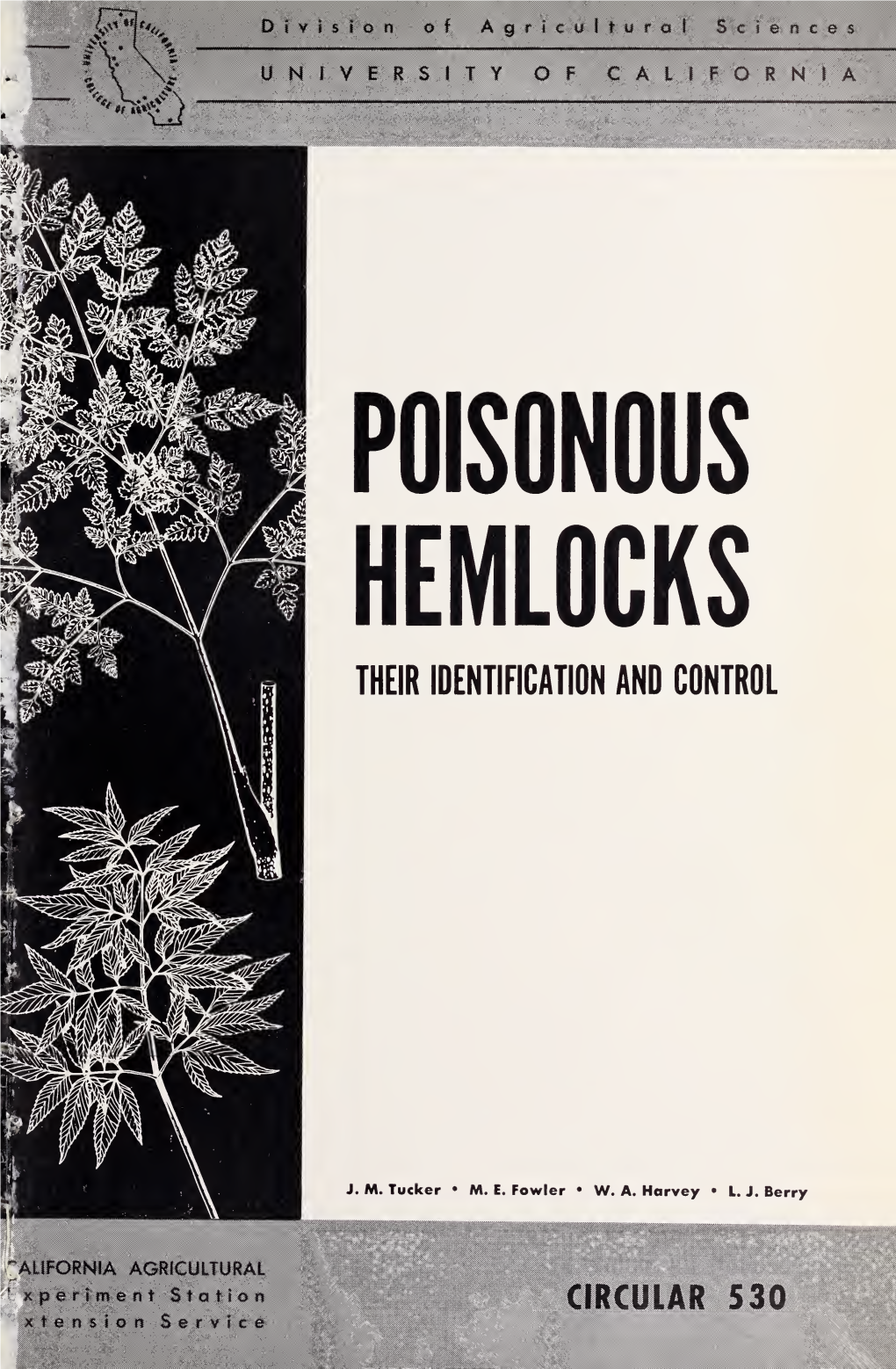 Poisonous Hemlocks