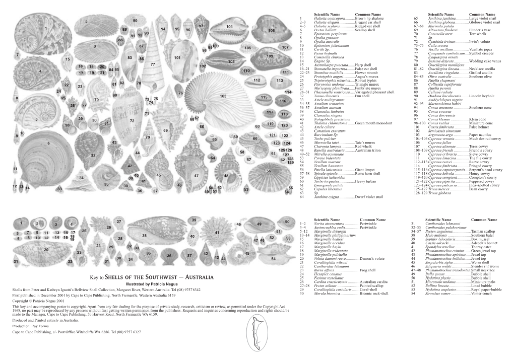 Key to Shells of the Southwest – Australia 25 Fusinus Tessellatus 50 Hydatina Physis