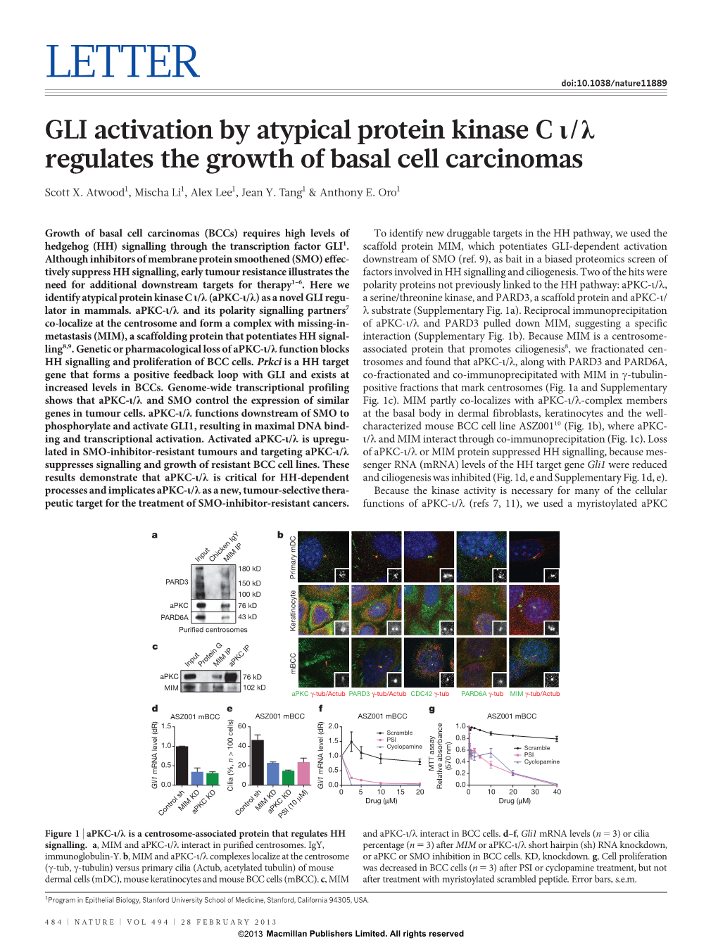 GLI Activation by Atypical Protein Kinase C Ι/Λ Regulates the Growth Of