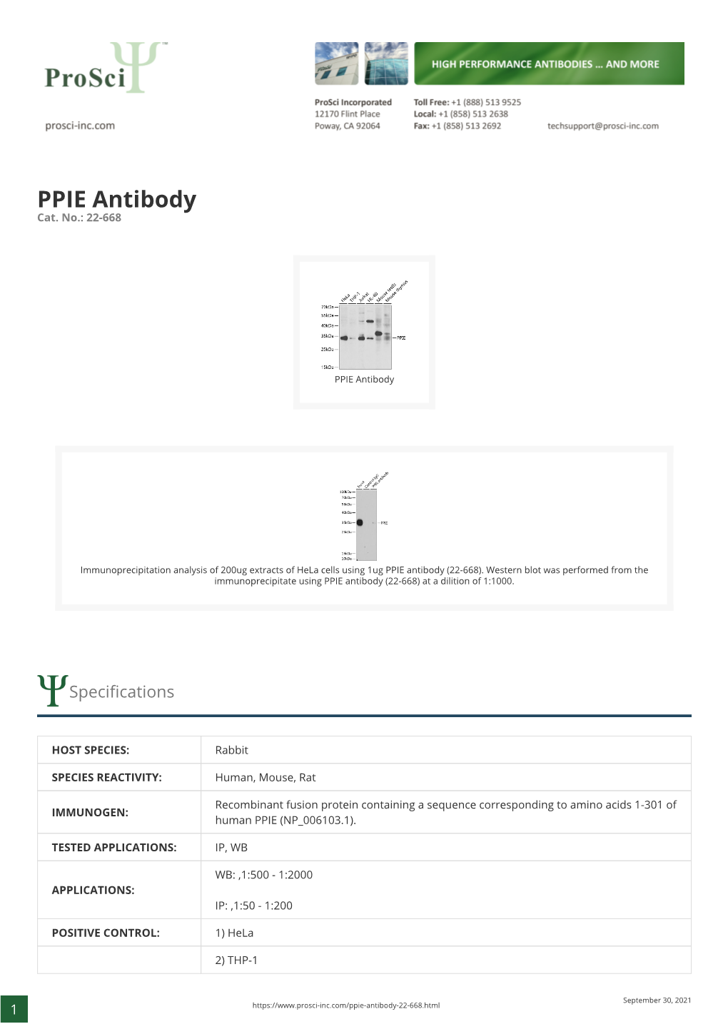 PPIE Antibody Cat