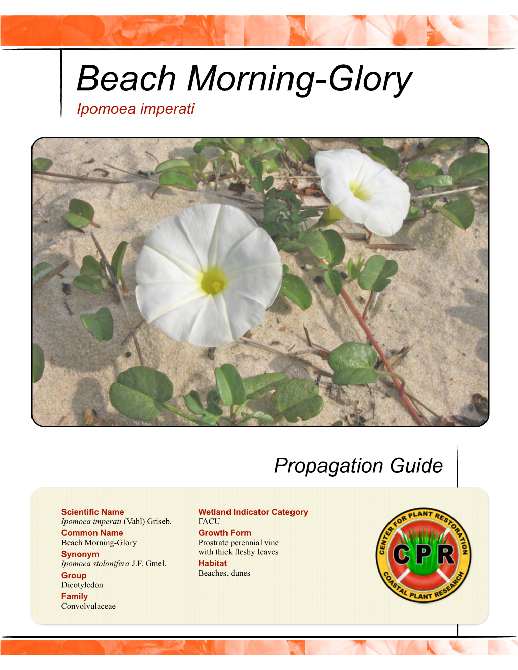 Beach Morning Glory, Ipomoea Imperati