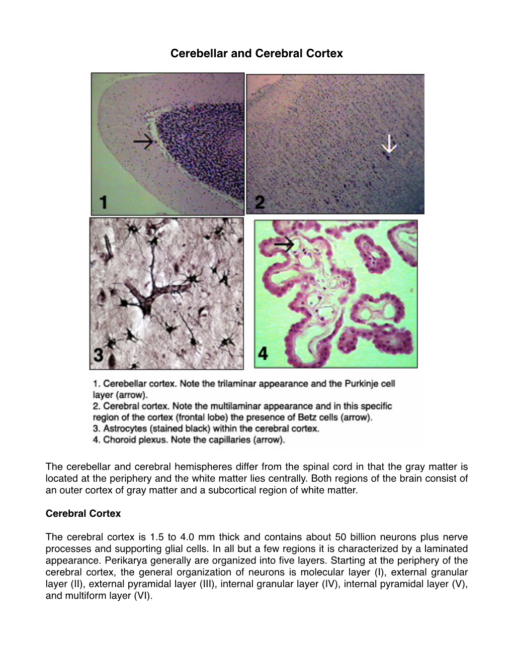 54 Cerebellarcerebral Cortex