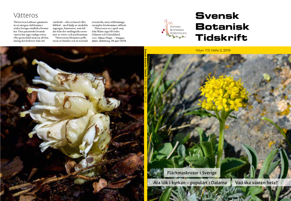 Svensk Botanisk Tidskrift Otaniska Otaniska Öreningen Venska Venska S B F Fläckmaskrosor I Sverige Fläckmaskrosor Äta Lök I Kyrkan – Populärt I Dalarna