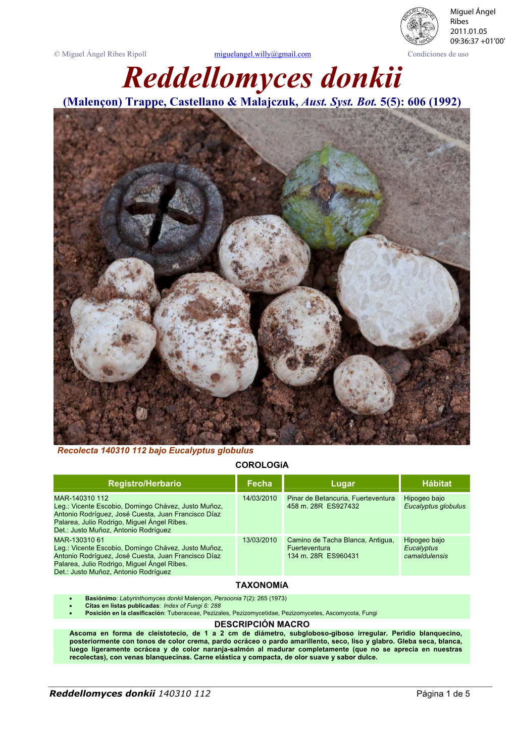 Reddellomyces Donkii (Malençon) Trappe, Castellano & Malajczuk, Aust