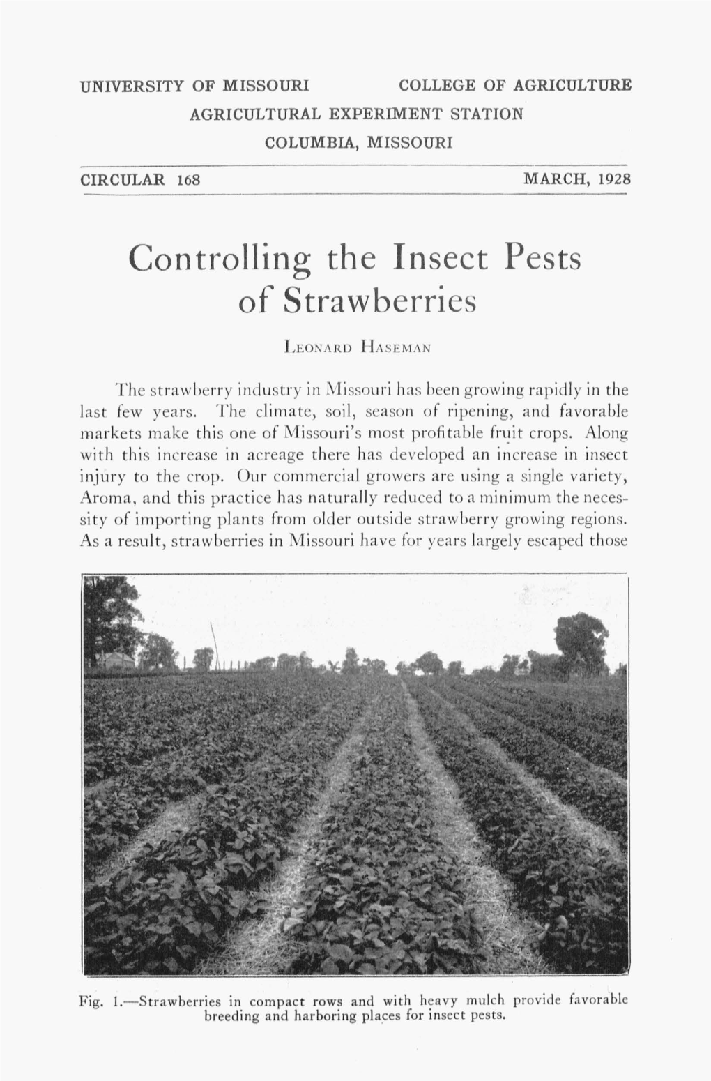 Controlling the Insect Pests of Strawberries