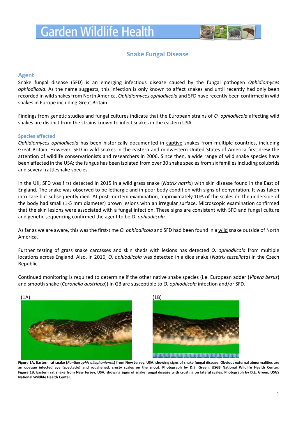 Snake Fungal Disease