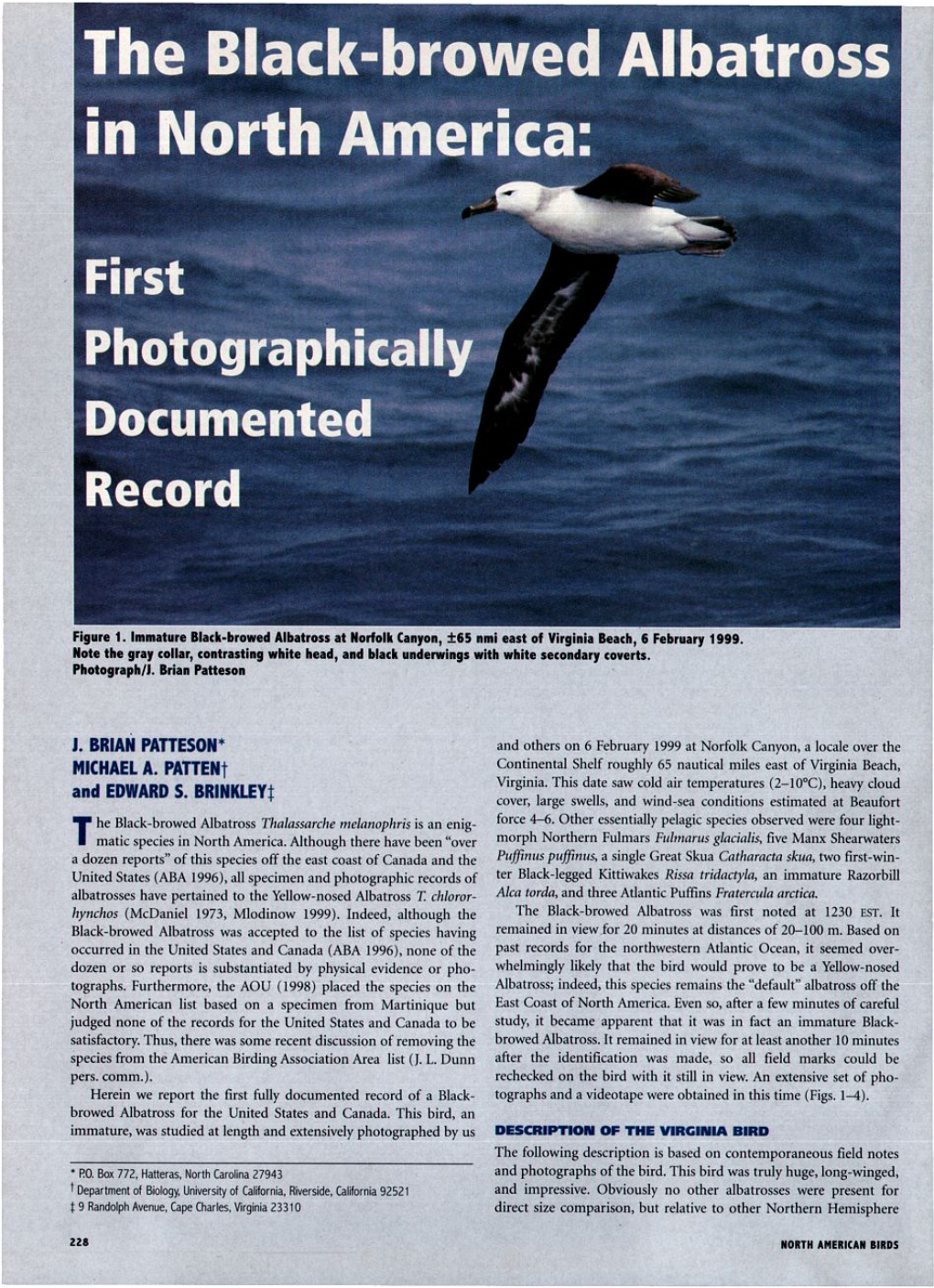 The Black-Browed Albatross in North America: First Photographically