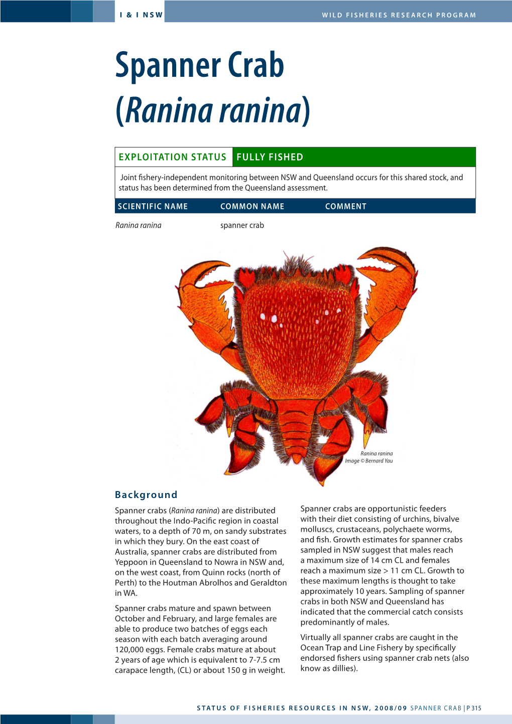 Spanner Crab (Ranina Ranina)