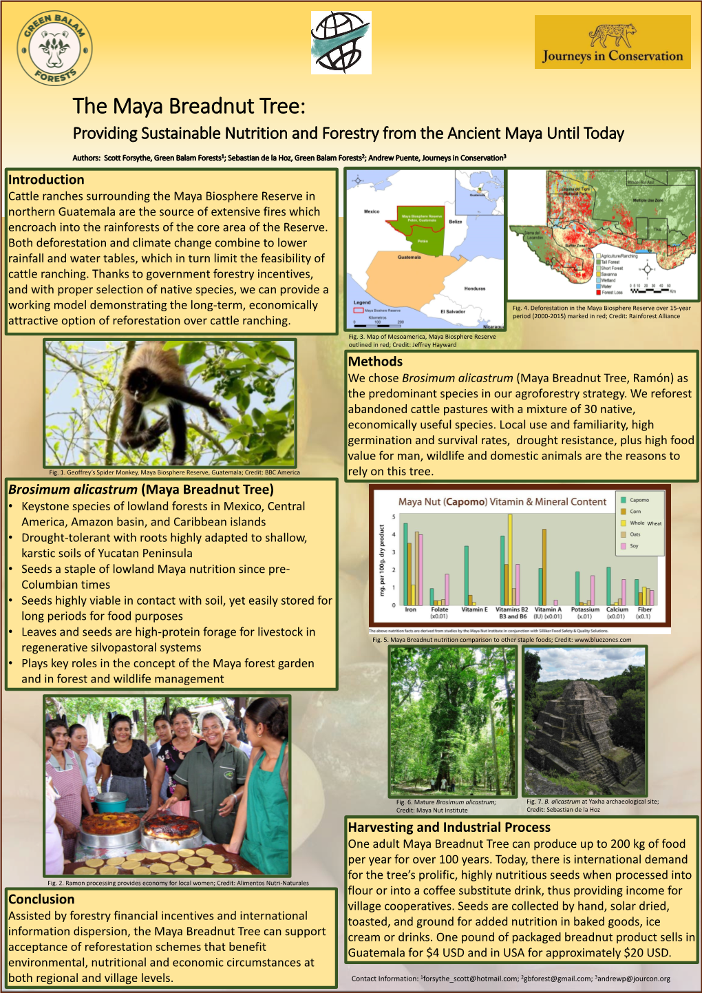 The Maya Breadnut Tree: Providing Sustainable Nutrition and Forestry from the Ancient Maya Until Today