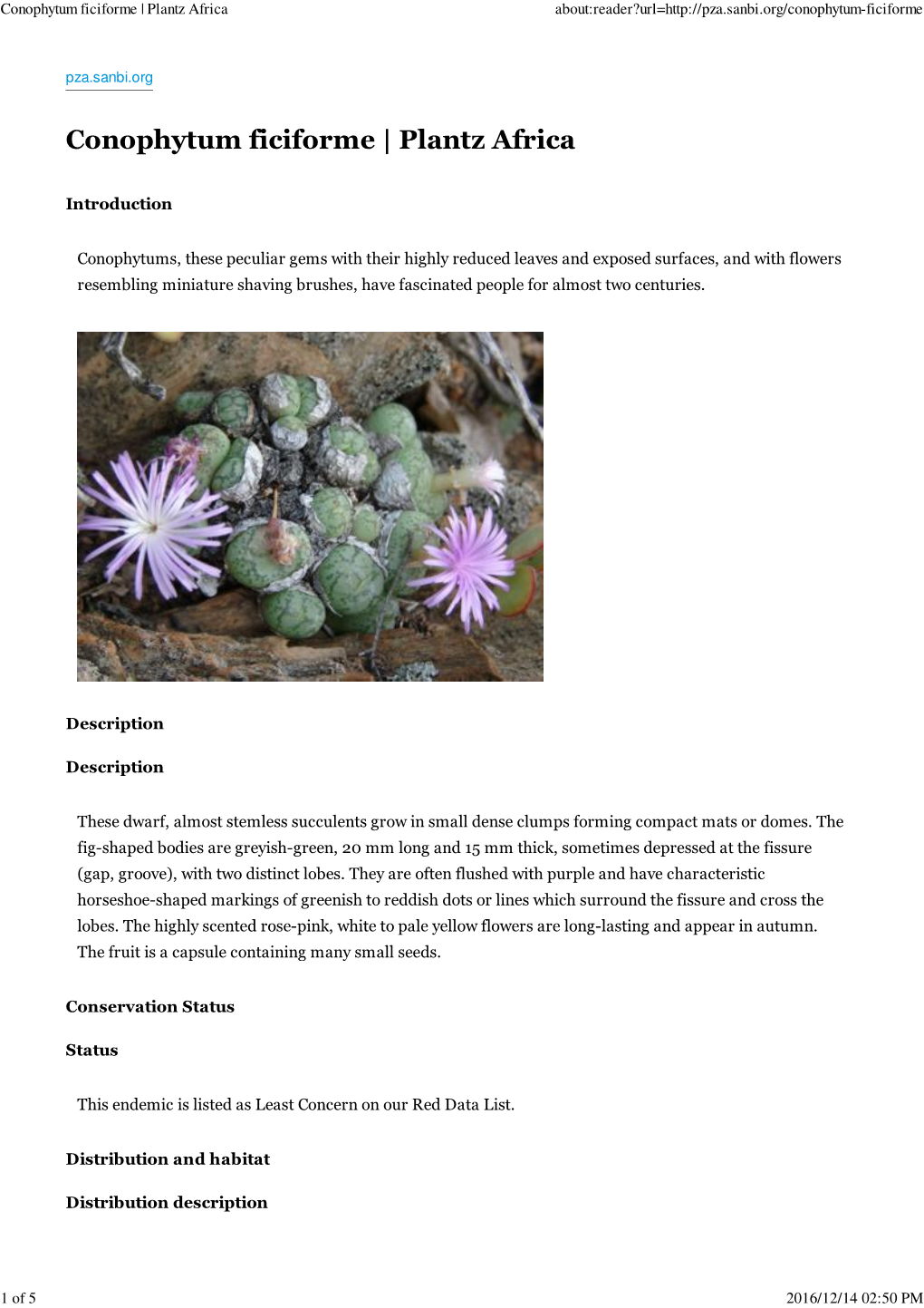 Conophytum Ficiforme | Plantz Africa About:Reader?Url=