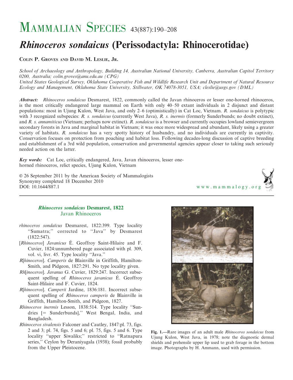 Rhinoceros Sondaicus (Perissodactyla: Rhinocerotidae)