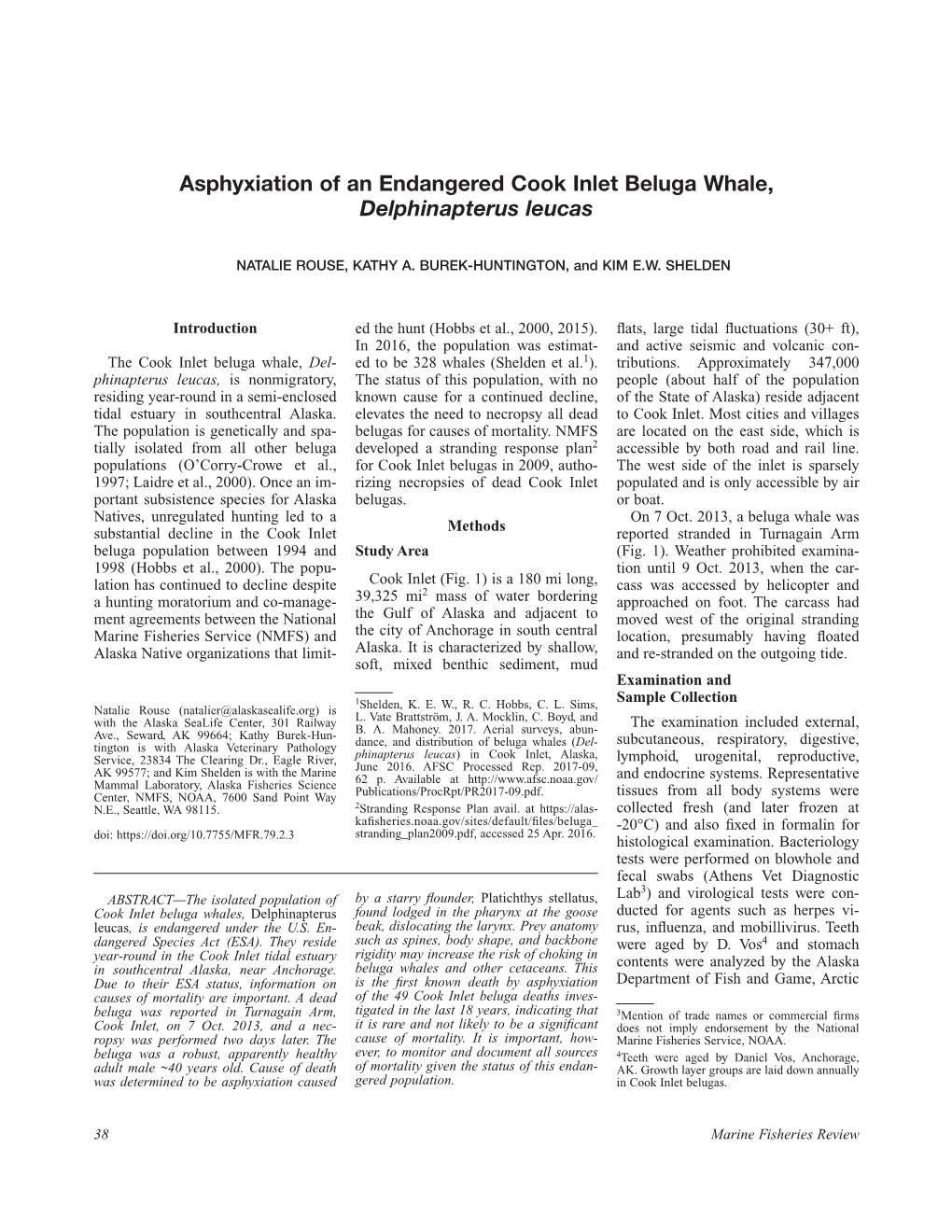 Asphyxiation of an Endangered Cook Inlet Beluga Whale, Delphinapterus Leucas