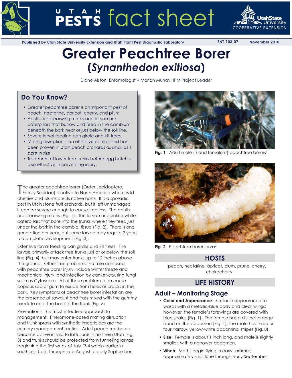 Greater Peachtree Borer (Synanthedon Exitiosa)
