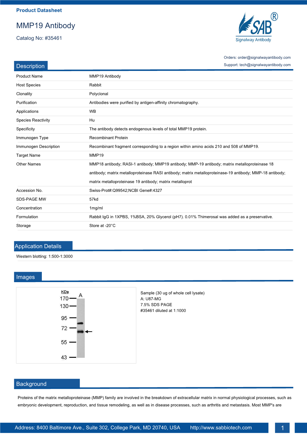 MMP19 Antibody