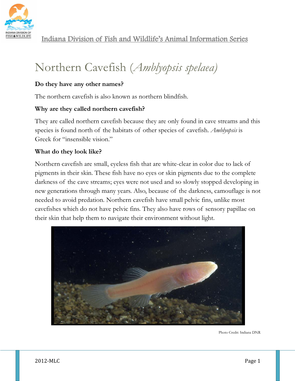 Northern Cavefish (Amblyopsis Spelaea)