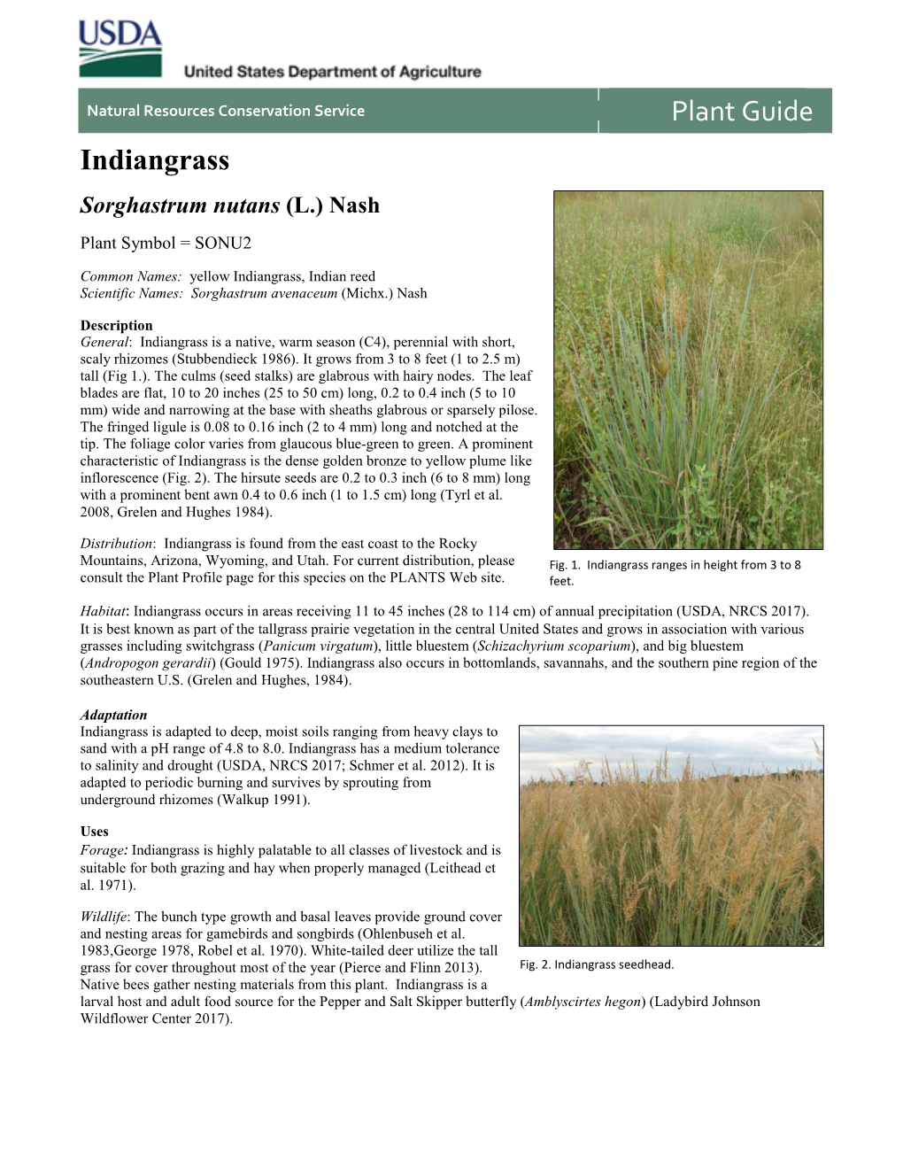 Indiangrass (Sorghastrum Nutans) Plant Guide