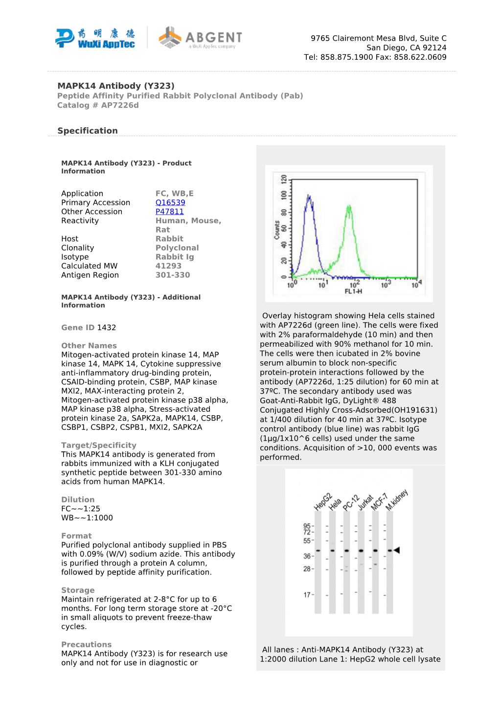 MAPK14 Antibody (Y323) Peptide Affinity Purified Rabbit Polyclonal Antibody (Pab) Catalog # Ap7226d