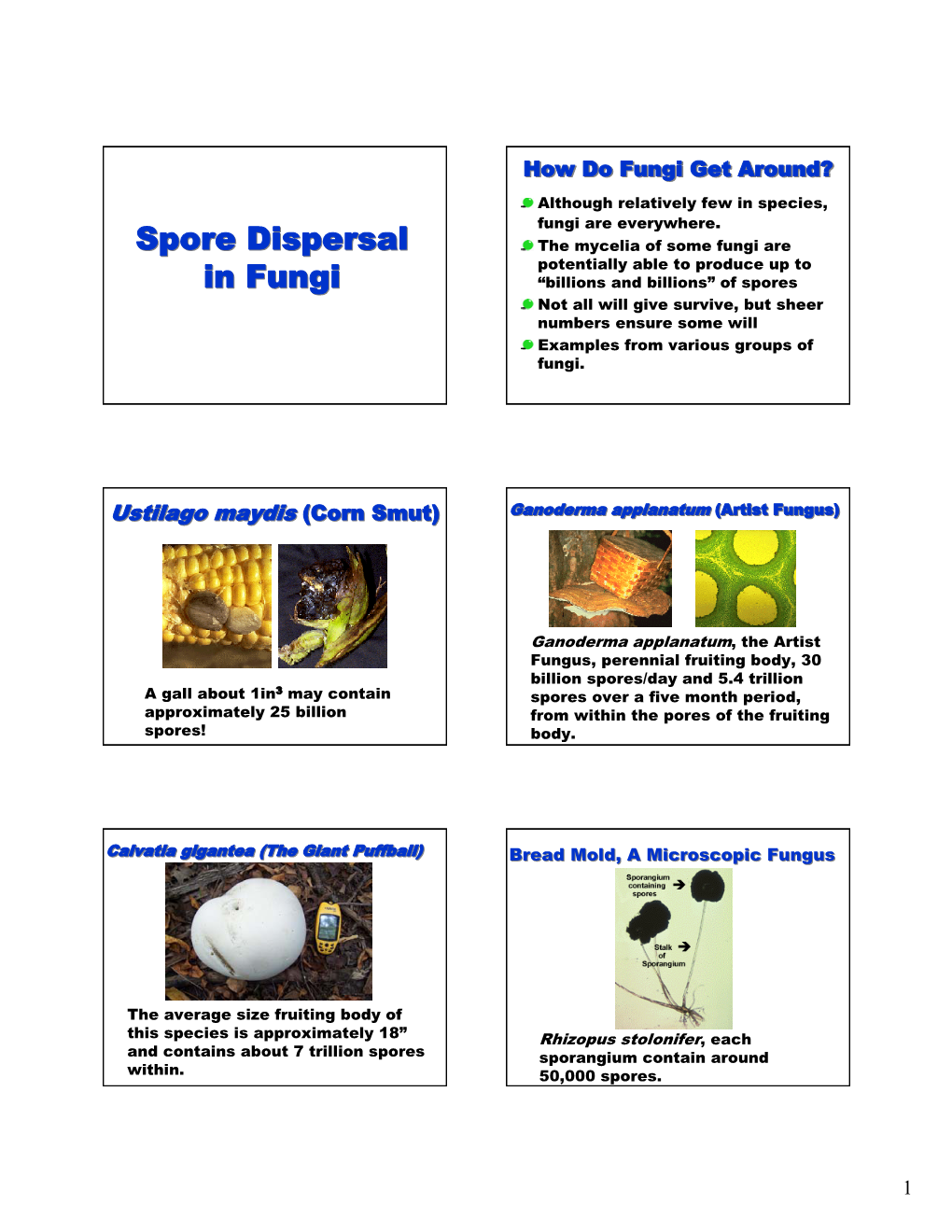 Spore Dispersal in Fungi Spore Dispersal in Fungi