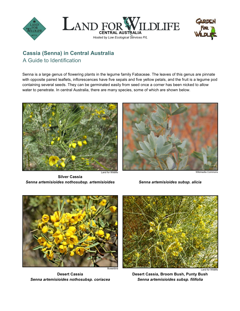 Cassia (Senna) in Central Australia a Guide to Identification