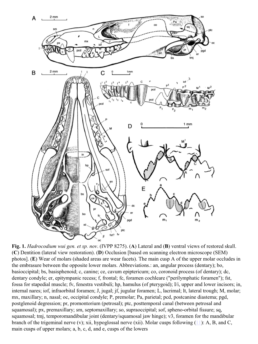 Fig. 1. Hadrocodium Wui Gen. Et Sp. Nov. (IVPP 8275). (A) Lateral and (B) Ventral Views of Restored Skull