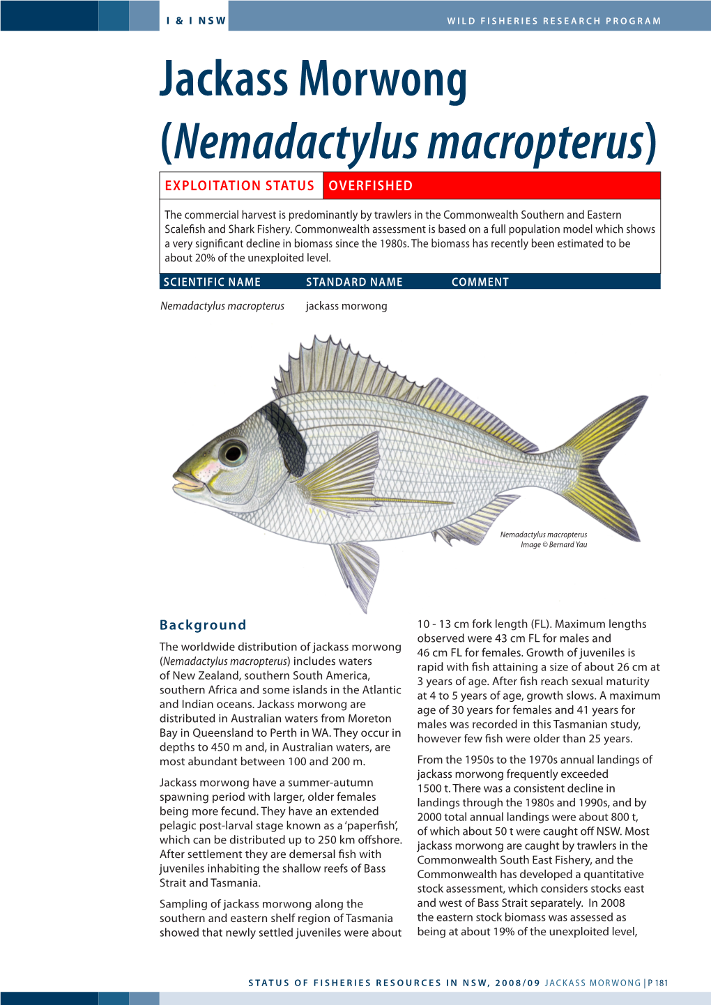 Jackass Morwong (Nemadactylus Macropterus) Exploitation Status Overfished