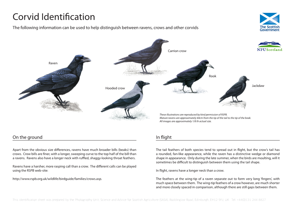 Corvid Identification Leaflet