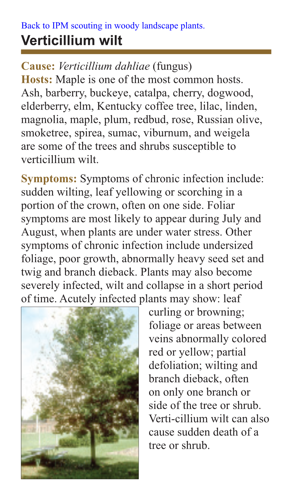 Verticillium Wilt Cause: Verticillium Dahliae (Fungus) Hosts: Maple Is One of the Most Common Hosts