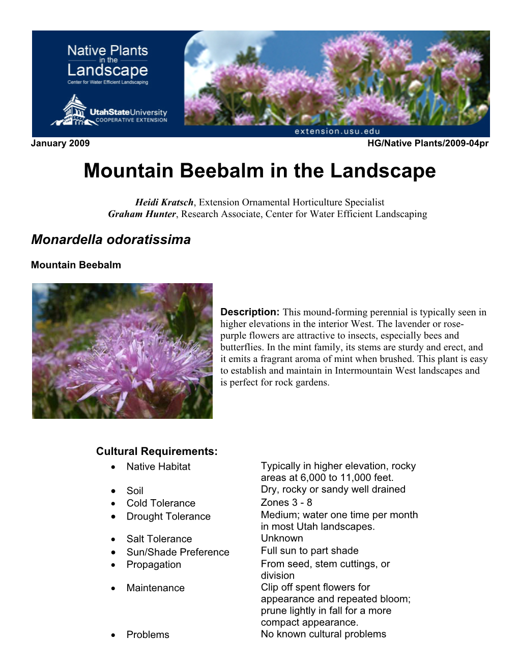 Mountain Beebalm in the Landscape