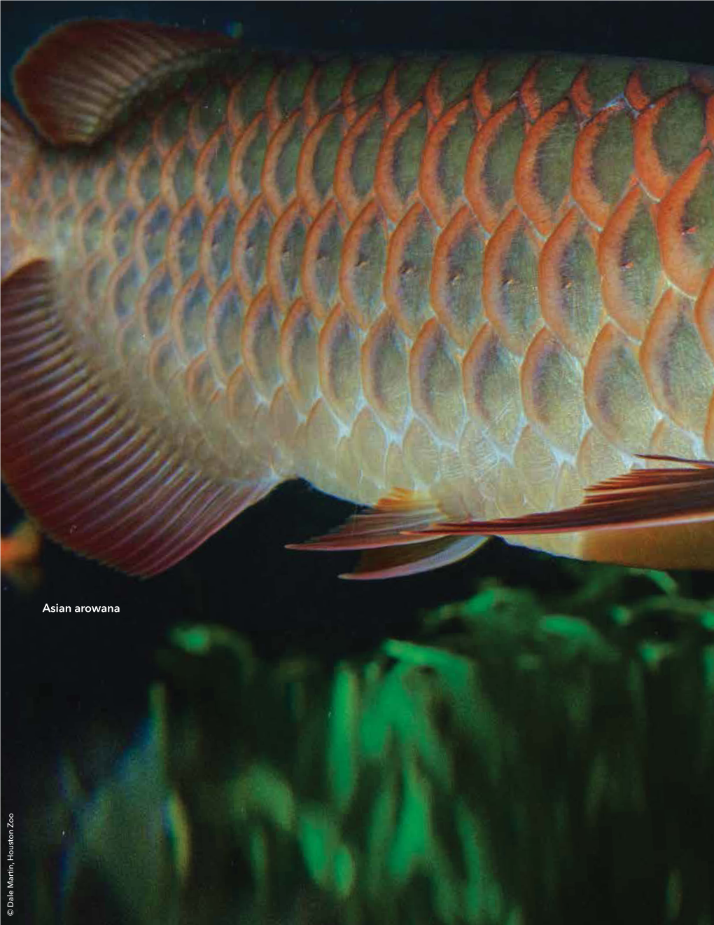 Asian Arowana