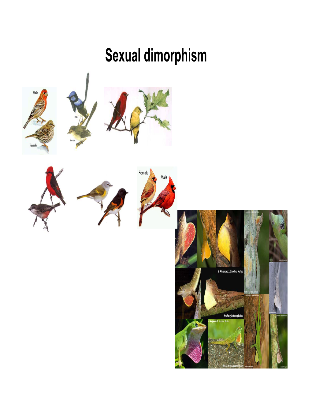 Sexual Dimorphism Sexual Selection