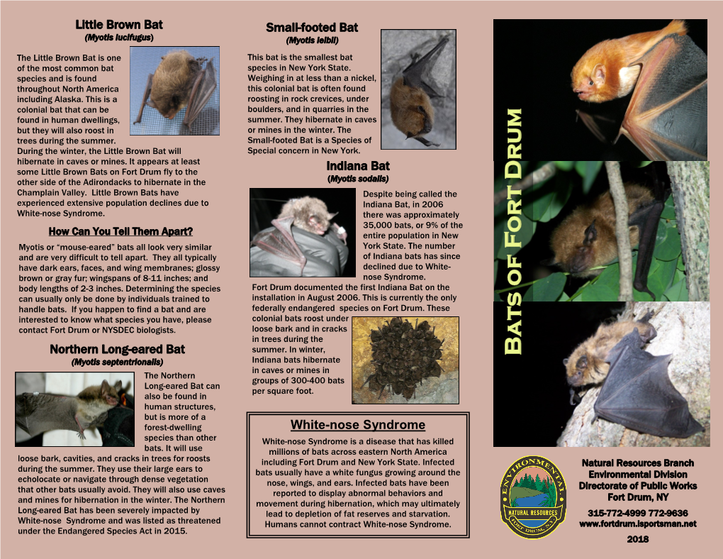 Little Brown Bat Indiana Bat Small-Footed Bat Northern Long