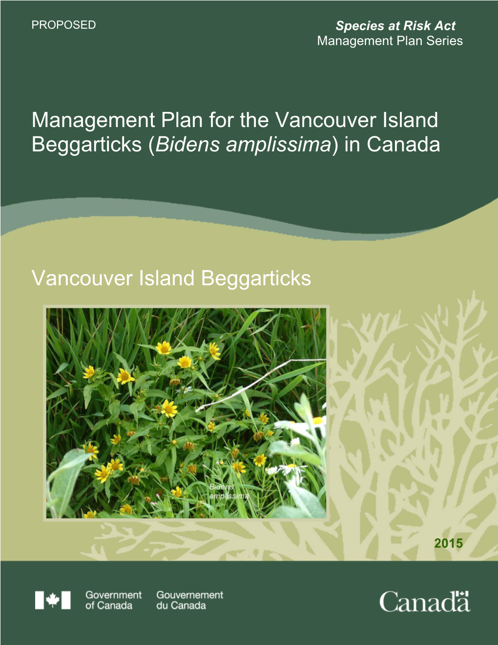 (Bidens Amplissima) in Canada Vancouver Island Beggarticks