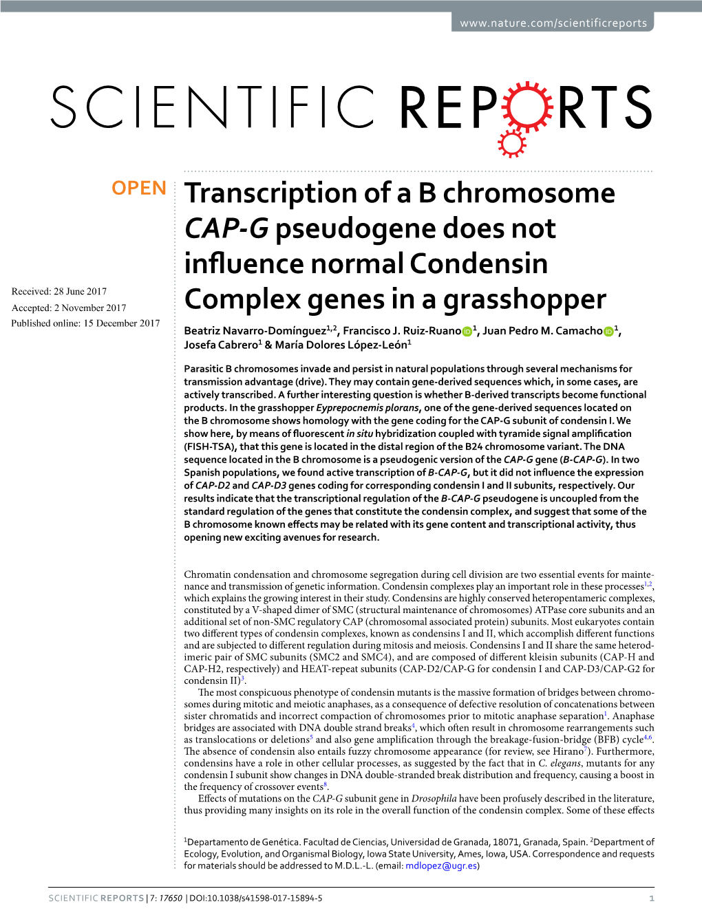 Transcription of a B Chromosome CAP-G Pseudogene Does Not Influence Normal Condensin Complex Genes in a Grasshopper