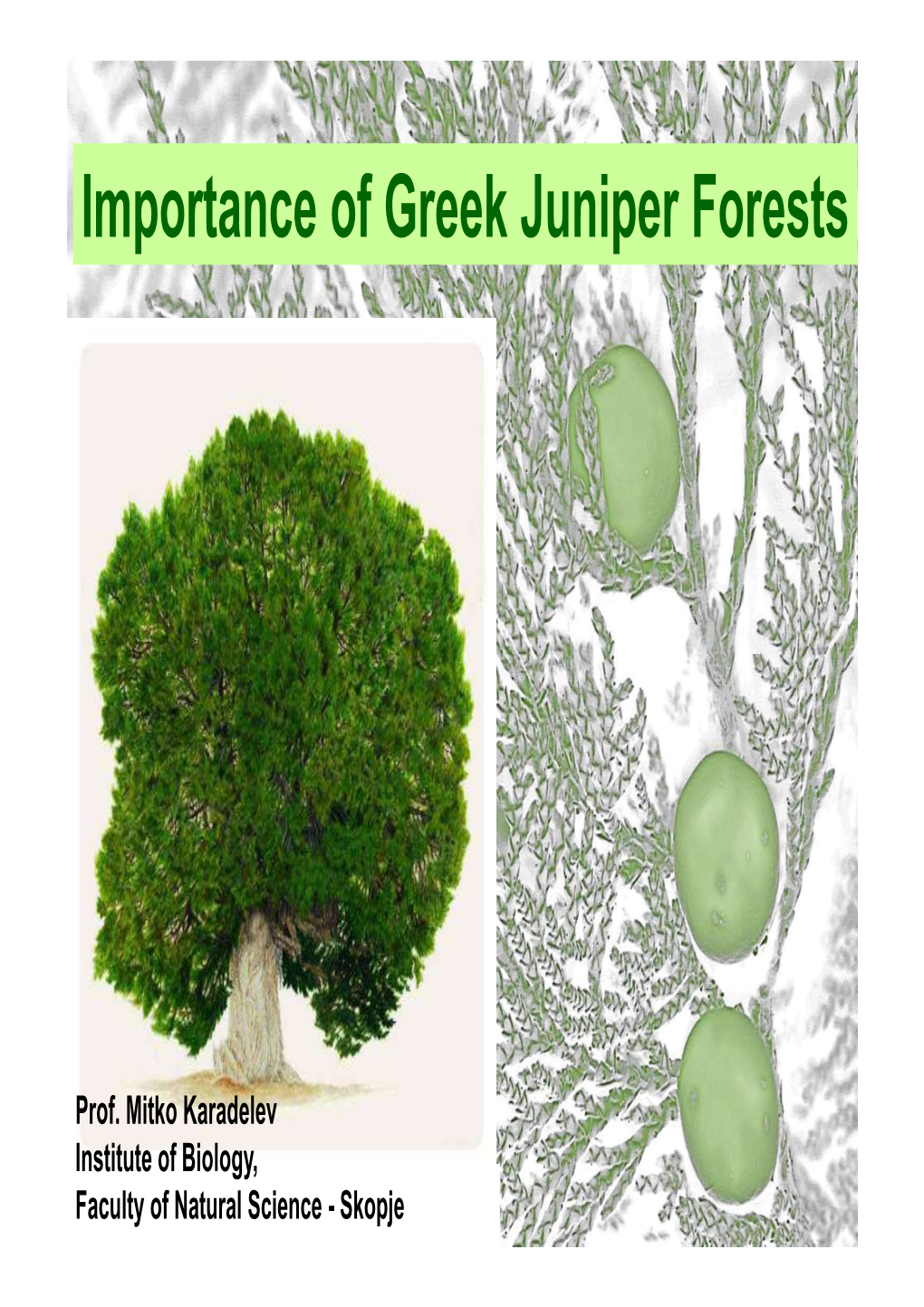 Juniper Forest1- PRESPA