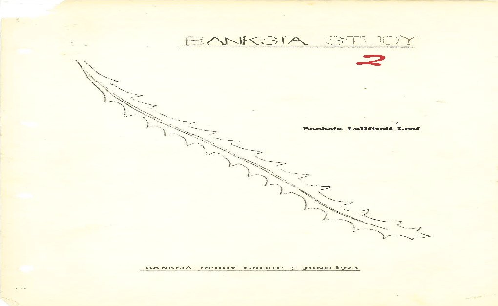 Banksia Ldlfitzii Leaf BANKSU STUDY GROUP : JUNE 1973
