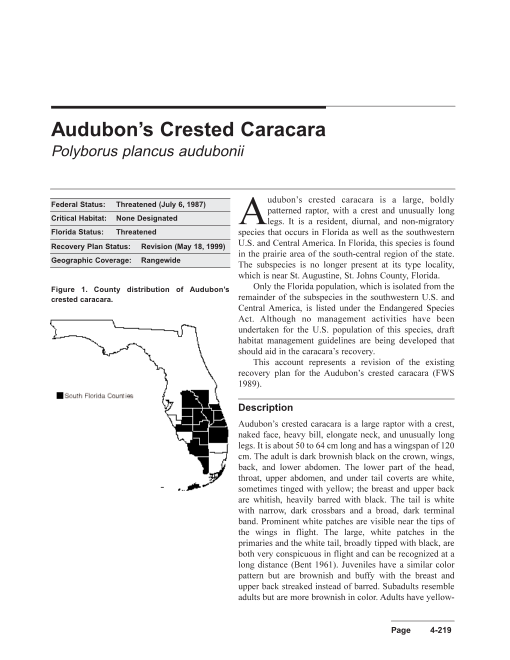 Audubon's Crested Caracara Is a Large, Boldly