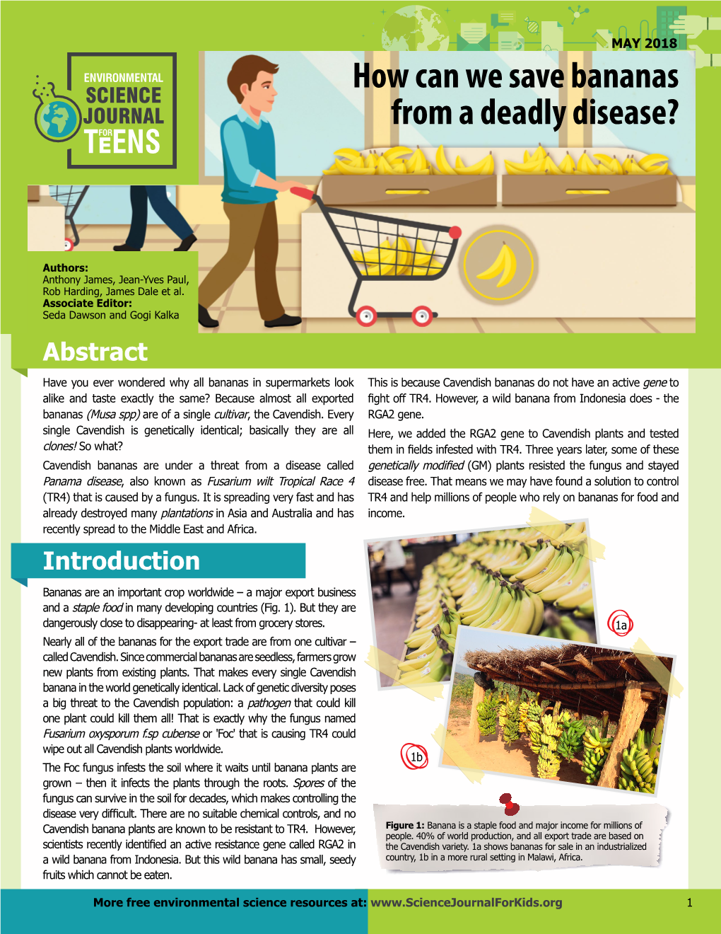 How Can We Save Bananas from a Deadly Disease?