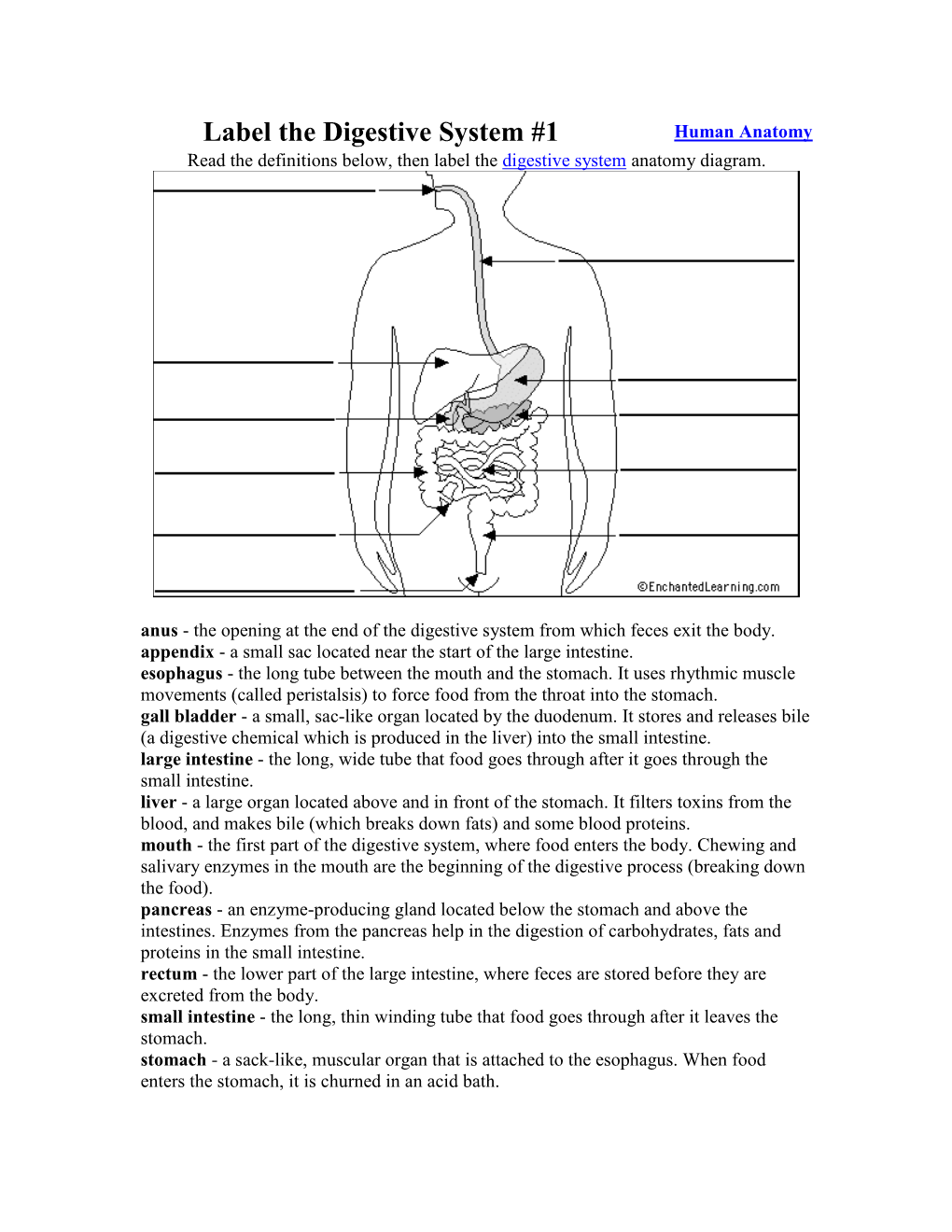 Label the Digestive System #1 Human Anatomy Read the Definitions Below, Then Label the Digestive System Anatomy Diagram