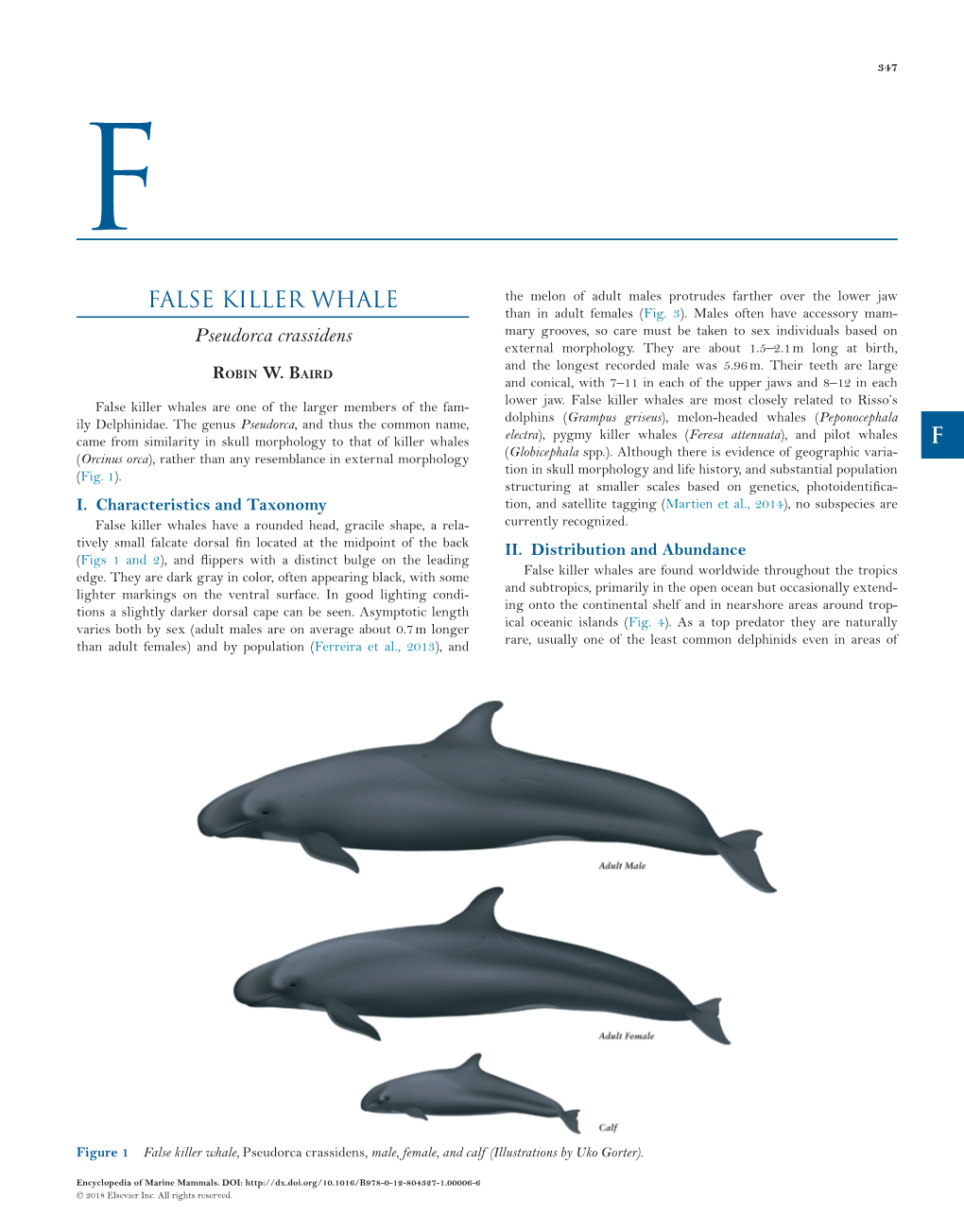 False Killer Whales