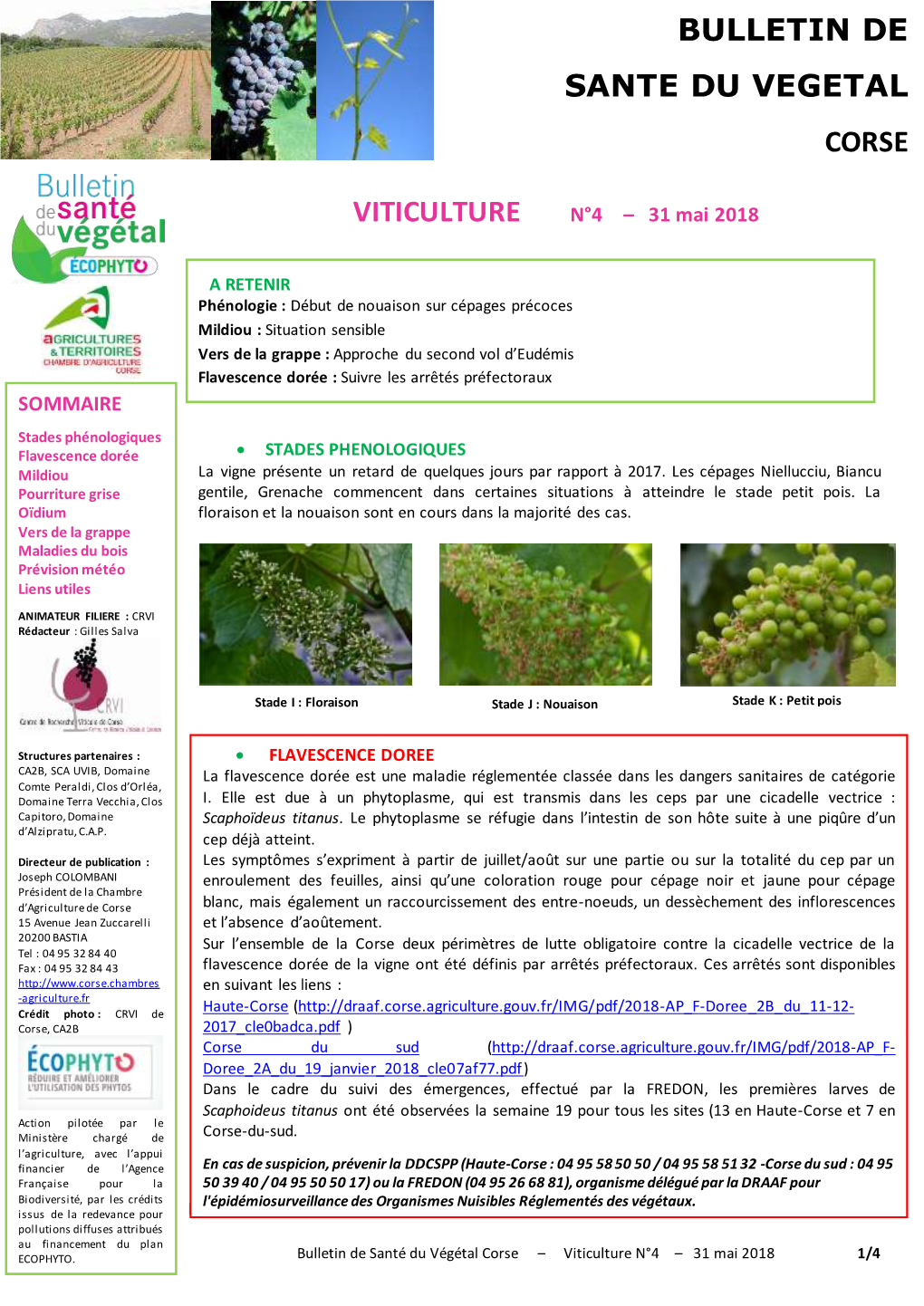 Viticulture Bulletin De Sante Du Vegetal Corse